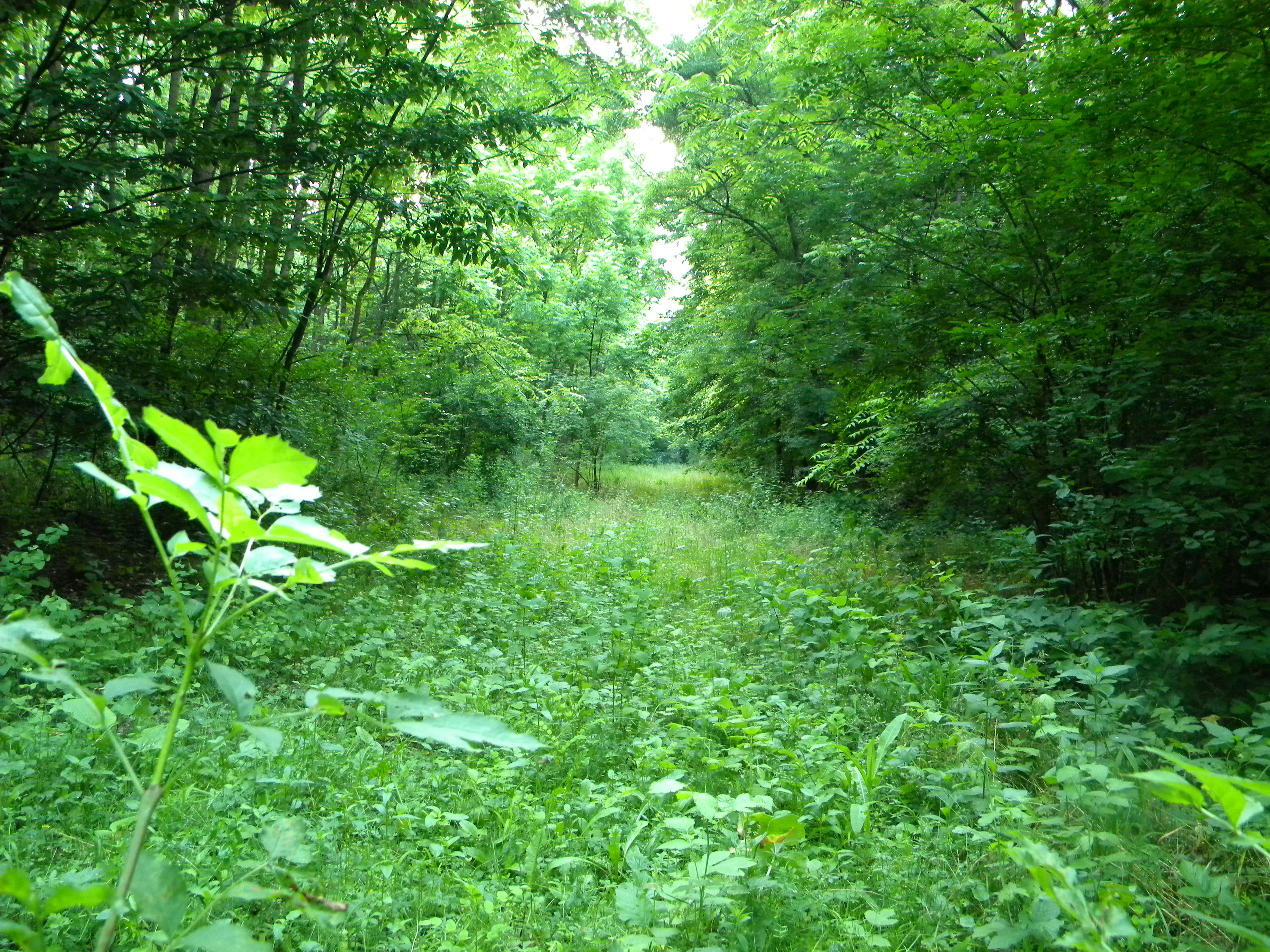 lesná cestička.JPG